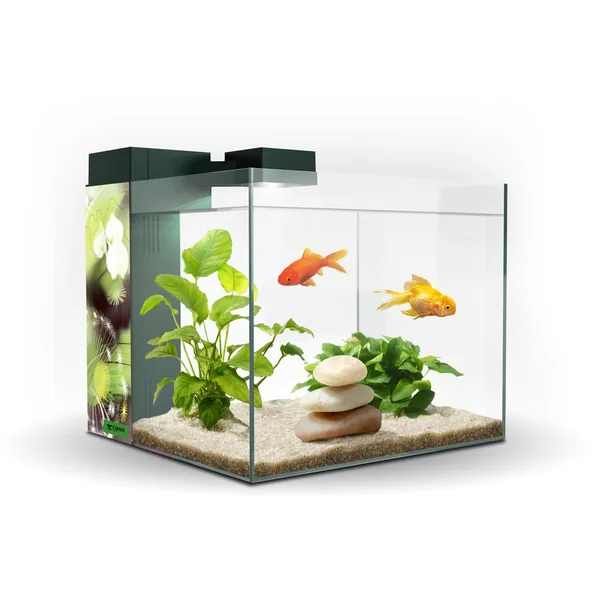 ACUARIO ZENEO 30 OBSESION***
