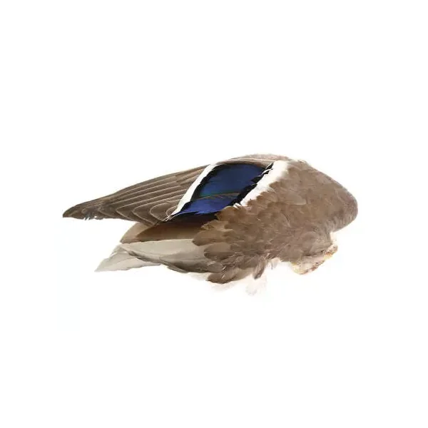 ALA DE PATO AZULÓN hotfly - Imagen 3