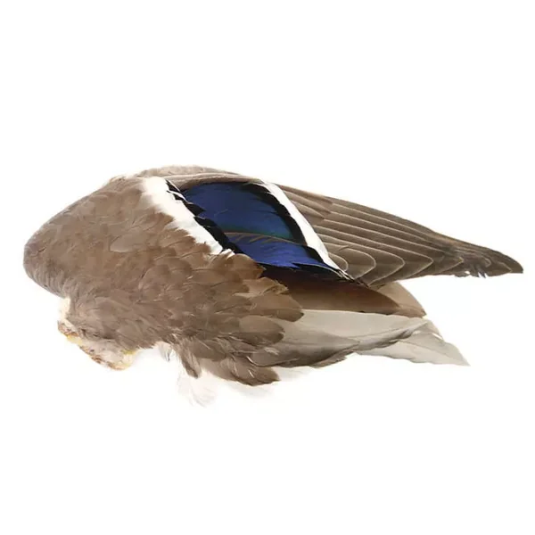 ALA DE PATO AZULÓN hotfly - Imagen 4