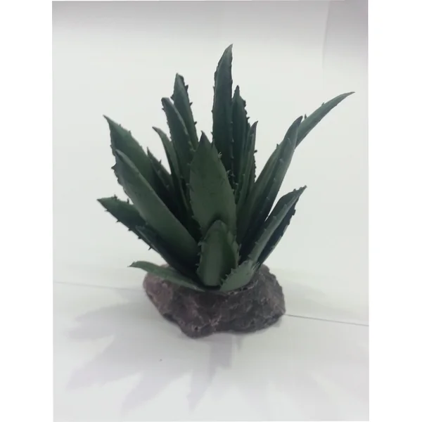 CACTUS SIERRA MADRE 12CM.**