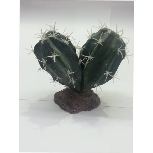 CACTUS SINAI 13 CM.**