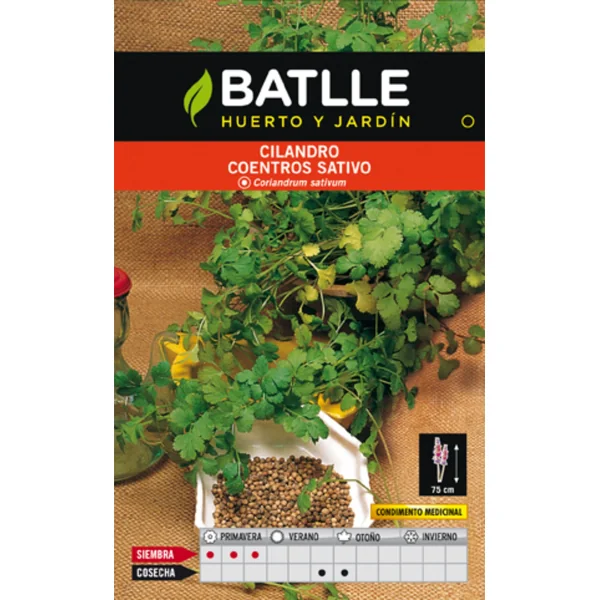 CILANTRO CORIANDRUN SATIVUN.