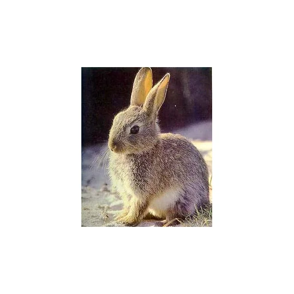 CONEJO UNICO 25 KG.
