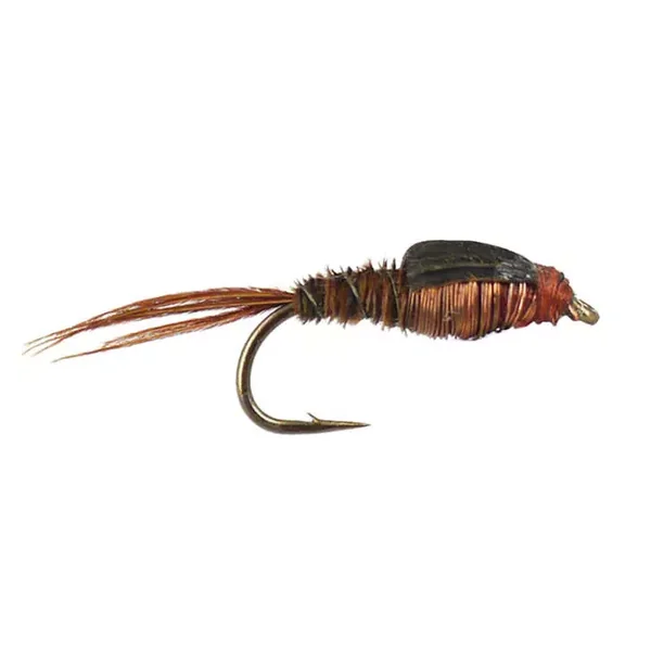 Copper Pheasant Nymph ninfa