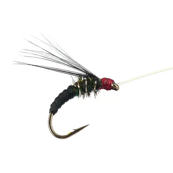 Franz Bipeack Black ninfa para cuerda