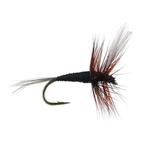 French PL Black Winged mosca seca