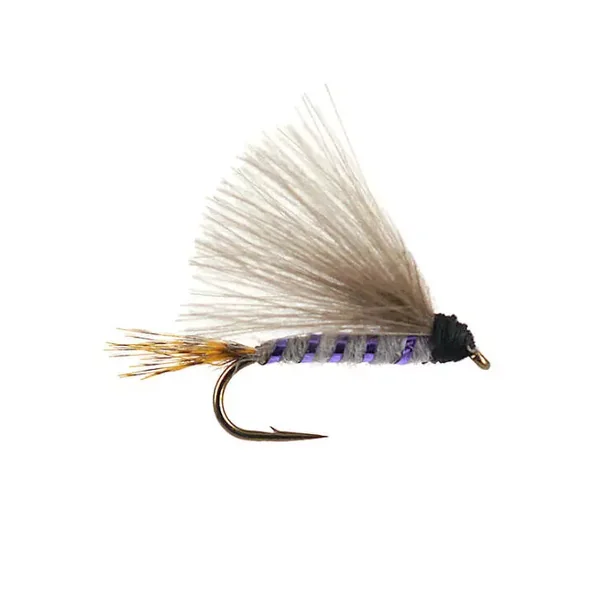 G5 Shining Dun - Purple mosca tímalo