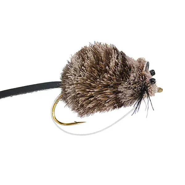 Grey Mouse rata raton