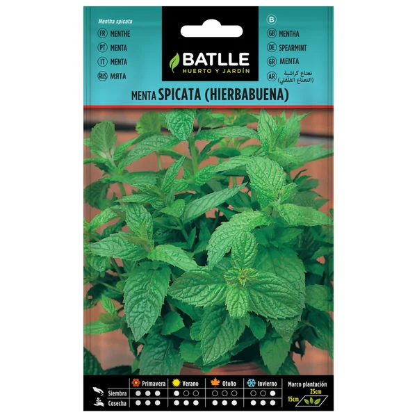 MENTA SPICATA (HIERBABUENA) SOBRE