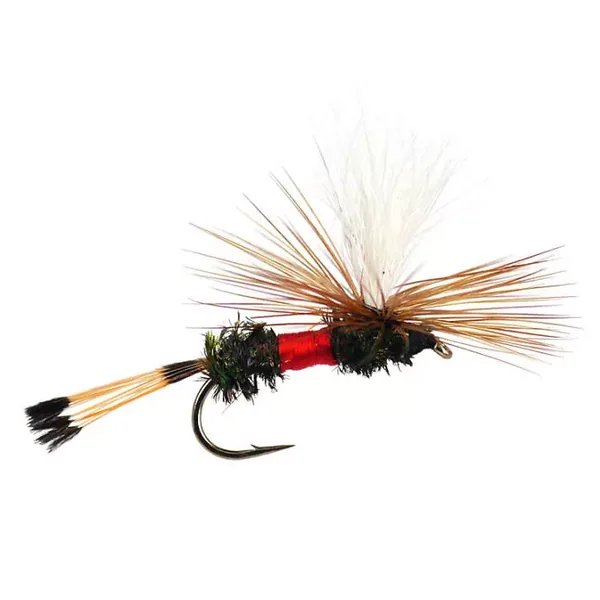 Royal Coachman Parachute mosca seca