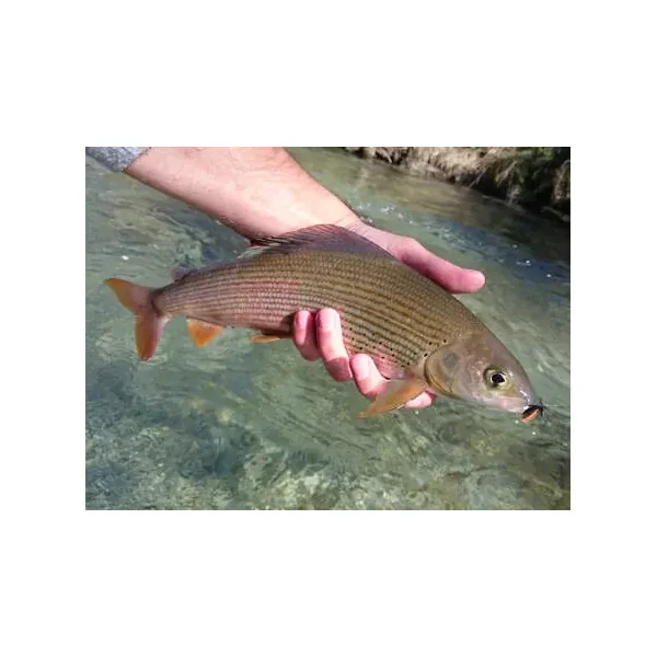 Slickwater Caddis - Black 14 mosca seca - Imagen 2