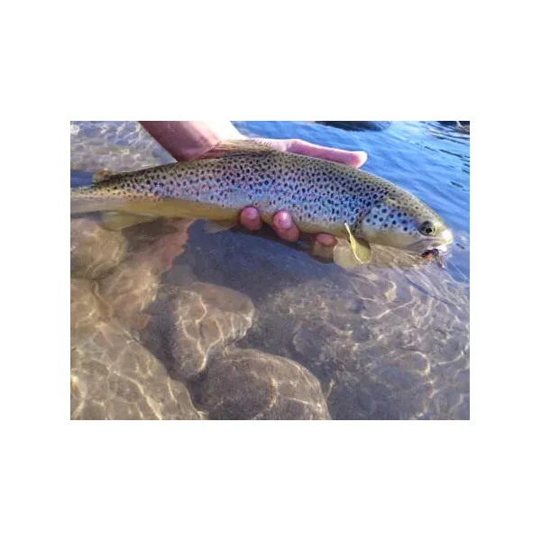 Slickwater Caddis - Black 14 mosca seca - Imagen 5