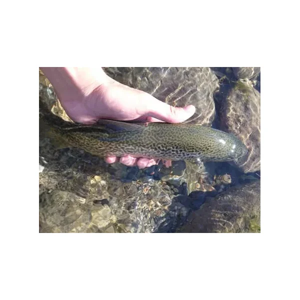 Slickwater Caddis - Black 14 mosca seca - Imagen 6