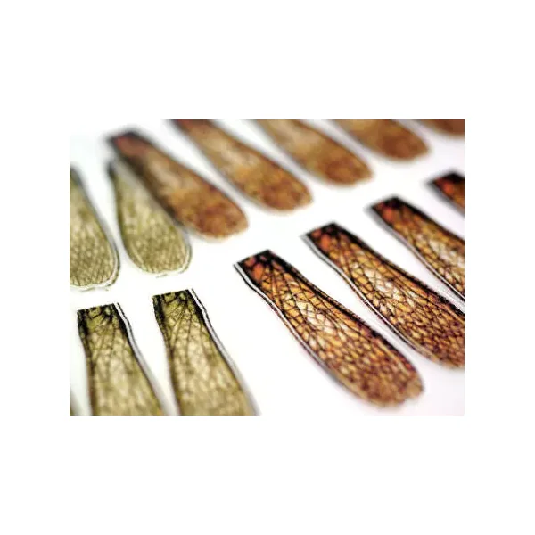 X-TRUE STONEFLY WINGS hotfly - 10 pc. - Imagen 2